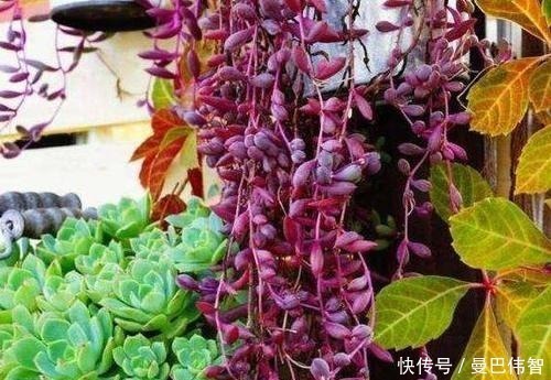 白粉|10款紫色系多肉,每一款都浪漫好养,养一盆“紫气东来”!