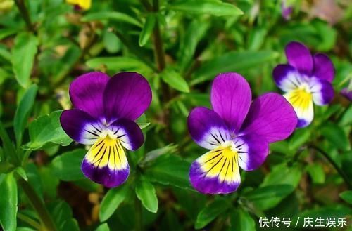 几种可以食用和观赏的草本花卉,新手也能养得很好