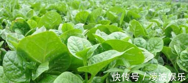 野菜|女人不想大肚子，常吃4种蔬菜，刮油清脂，减肥瘦身，还好吃