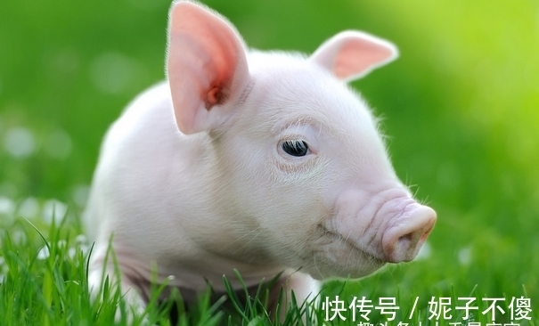 属猪人|农历几月出生的属猪人，下半年贵人多多，心想事成，诸事亨通