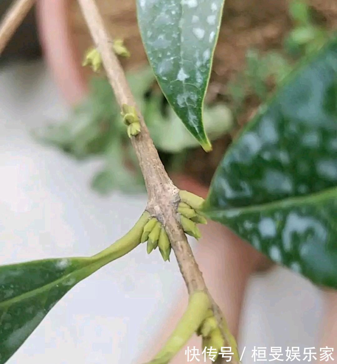 桂花的叶芽和花芽长啥样，养好几年的桂花不开花怎么办只需2点