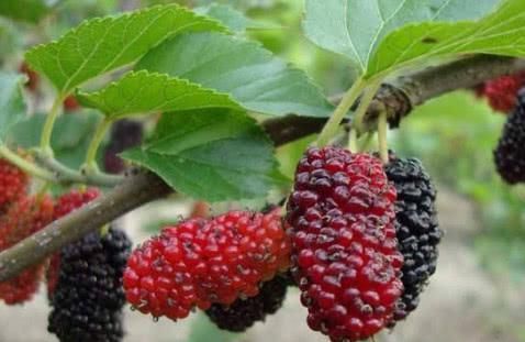  它是纯天然的“血管支架”, 每天坚持吃一点, 远离心血管疾病