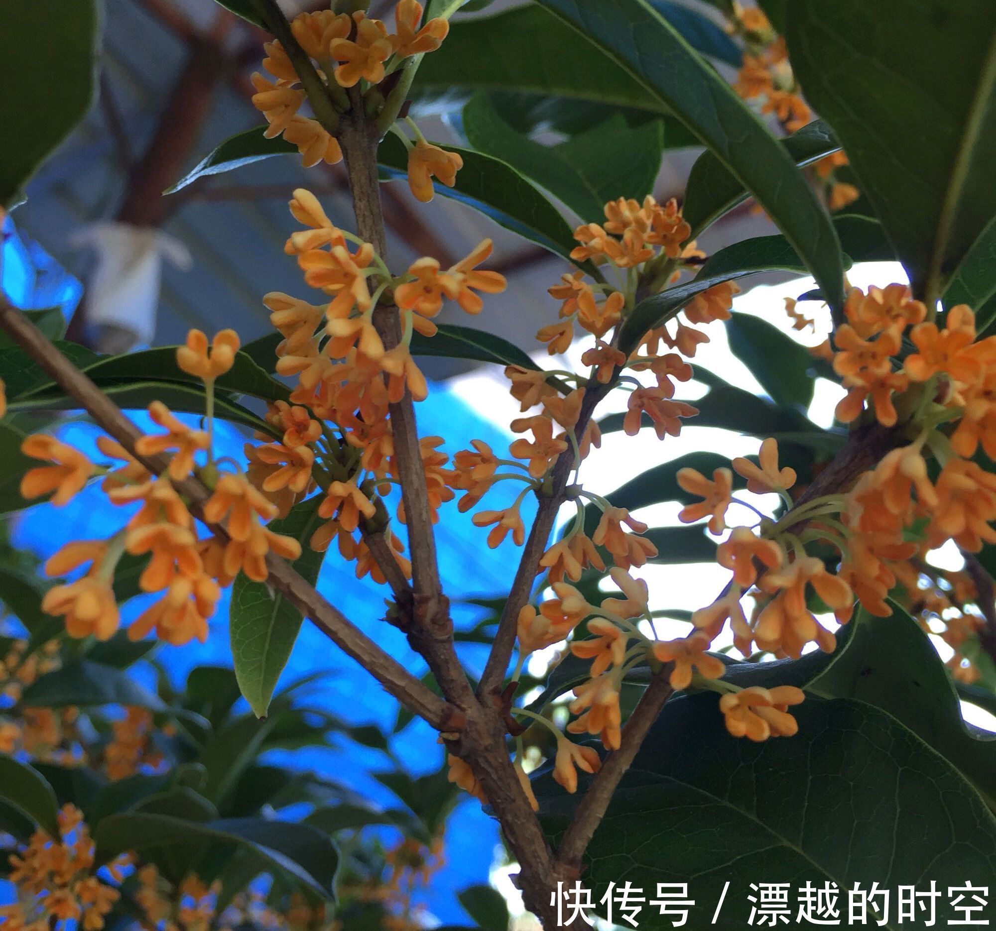 花苞|含苞待放的桂花小心秋老虎，做到2点，9月开花爆盆，满树桂花香