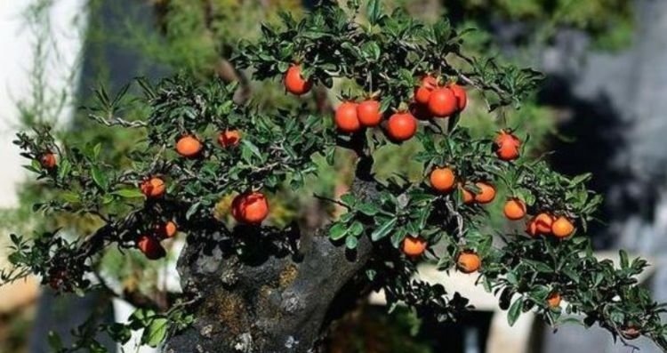 家里养这几款植物,娇小不占地,喜阳光,非常耐热耐旱耐贫瘠