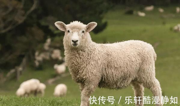 日子|农历哪几个月出生的属羊人，福气深厚，贵人多助，日子财富不缺