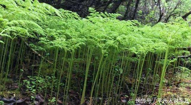 儿时见到就摘，如今却常荒在山里，殊不知价值珍贵！