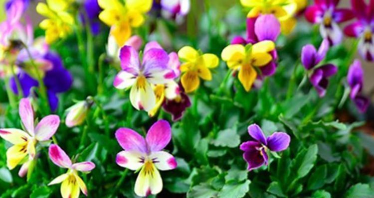 开花|4种便宜花,别小看,一开就是300多天,漂亮花期长,开成小花园