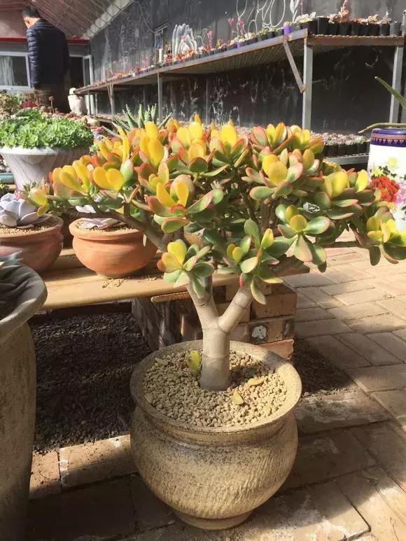 5种多肉“养不死”,1个月不浇水照样爆盆,5年养出“大老桩”