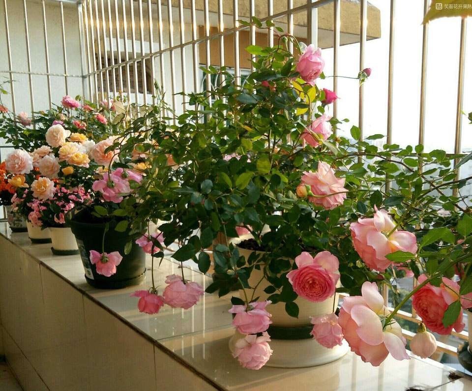 基部|月季、三角梅不生根剪1块海绵捂一捂,2周冒白根,长势喜人