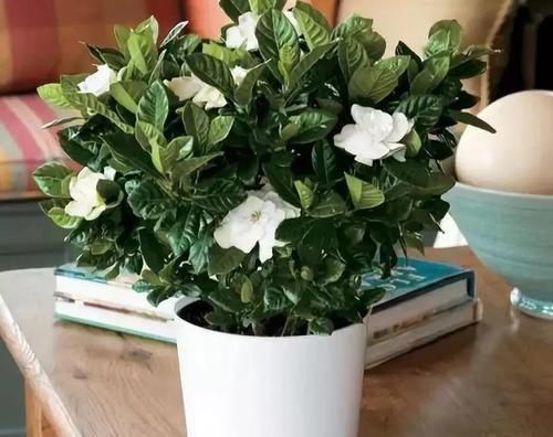 家家都有的1种水,用来养花,养啥都能轻松长满盆!