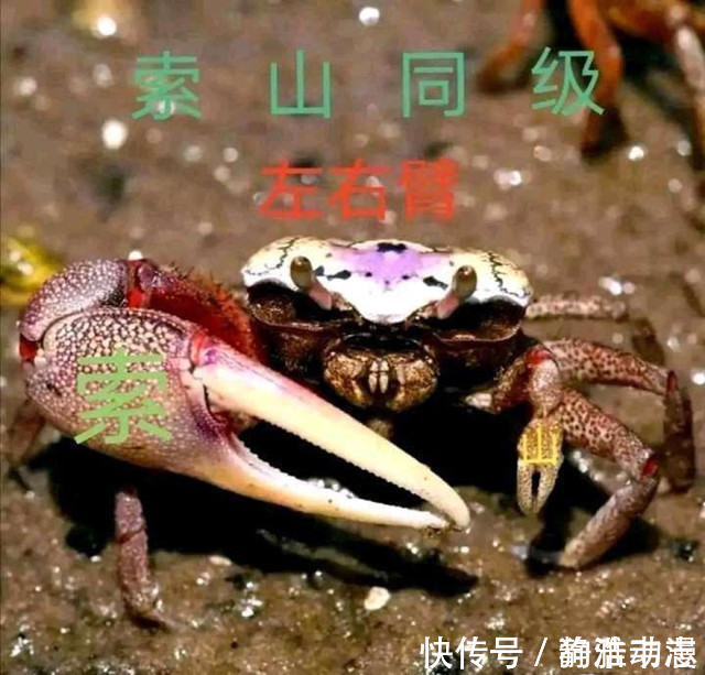 海贼王|海贼王1020话：尾田重申山治的定位为“双翼”，这次粉丝不买账了