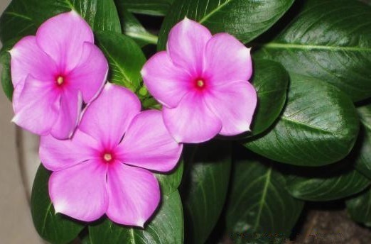 想要有一个花园,不如在阳台养这些花朵,年年开花爆盆,绚丽多彩