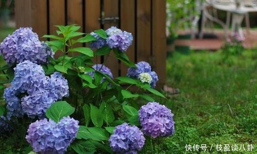 绣球花|绣球长出花苞有“三怕”,难怪黄叶不开花,现在纠正还不晚