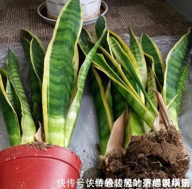 豆饼肥|虎皮兰施什么肥2种东西丢盆里，一年不用施肥，叶厚油绿新芽多
