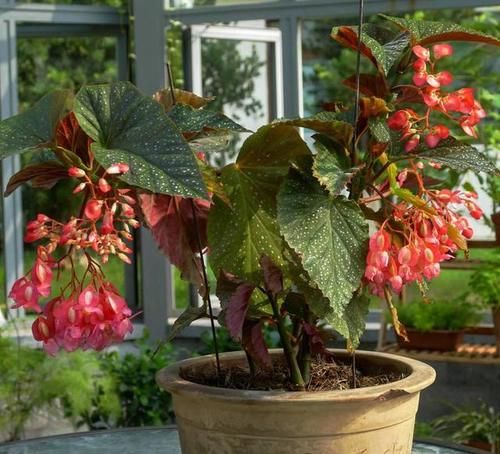 养花:因为土壤呈碱性而引发黄叶问题,就该用这几样“水”解决