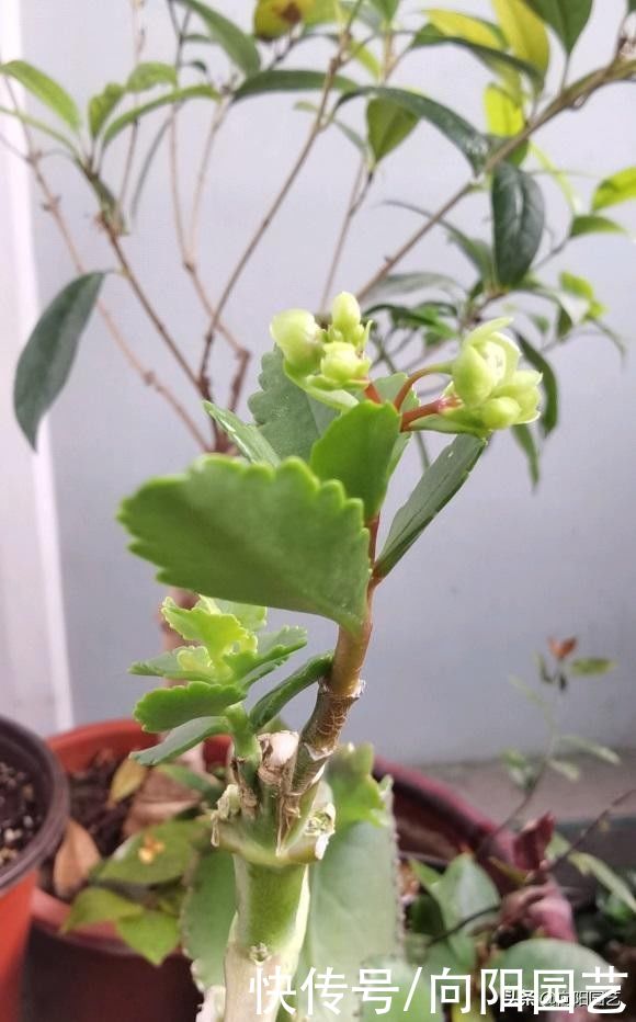 养几棵不死鸟，长大后留着嫁接，嫁接长寿花，开花数量翻倍