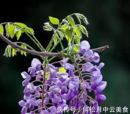 江南人|60种常见野菜，高清大图，收集全了真不容易！