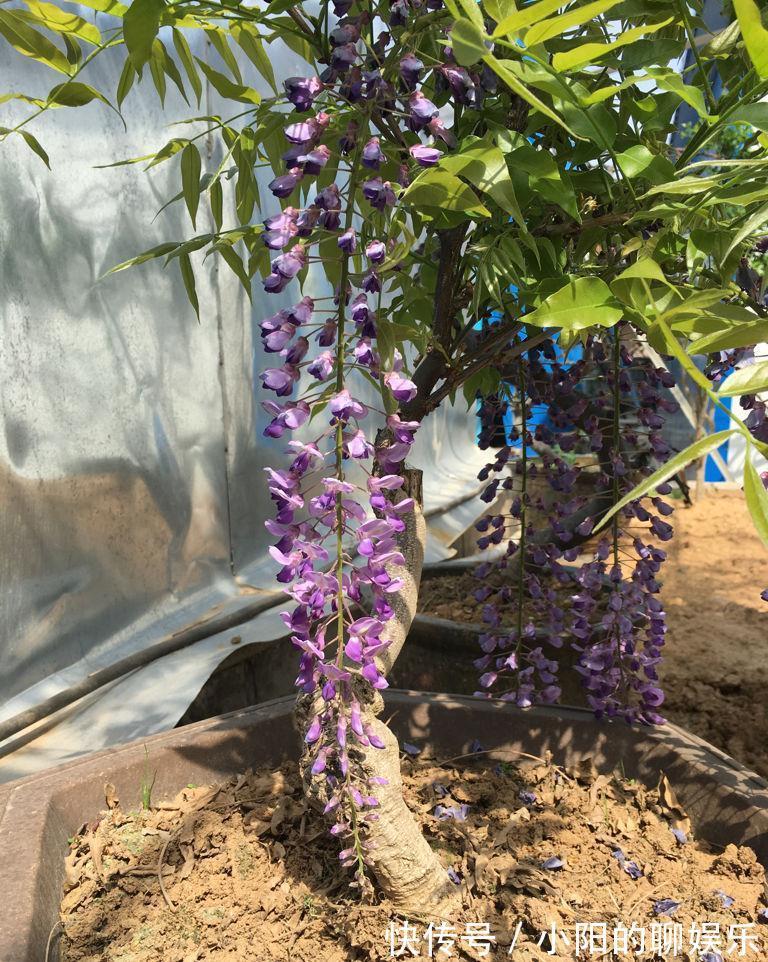 “寿命长”的11种花，好养寓意好，越养越值钱