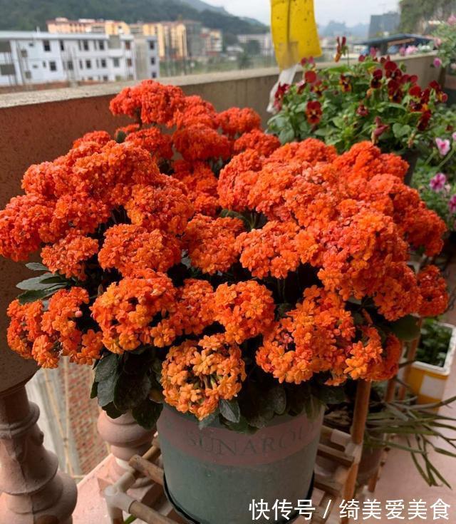 这5种花叶子落地便生根，趁现在抓紧繁殖，一个月长成小盆栽