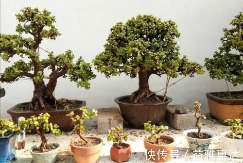 修剪|养金枝玉叶,别只顾施肥,经常剪剪枝,长得更快成老桩