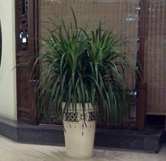 客厅养花不如“种树”，种上这2种“树”，镇宅招财，越养越值钱