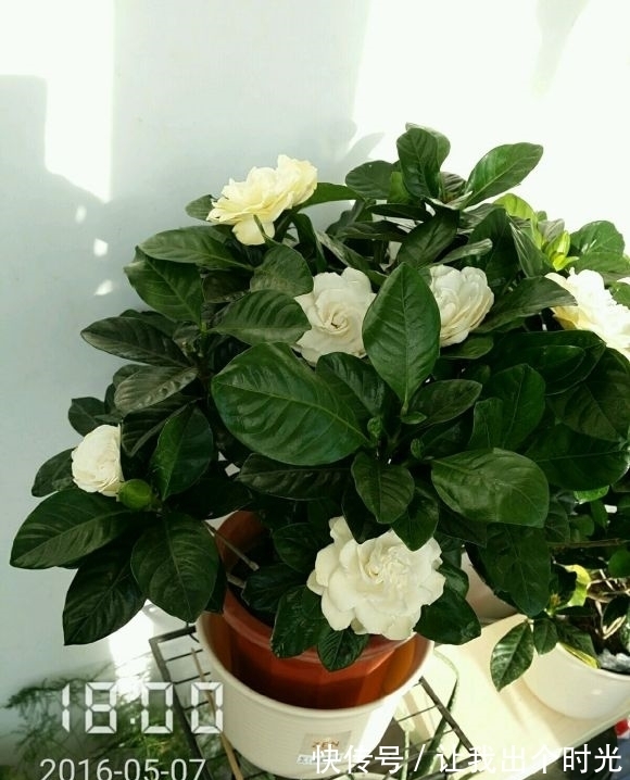 栀子花真难养？避开“3不要”，挤满大花苞，冬天也开爆