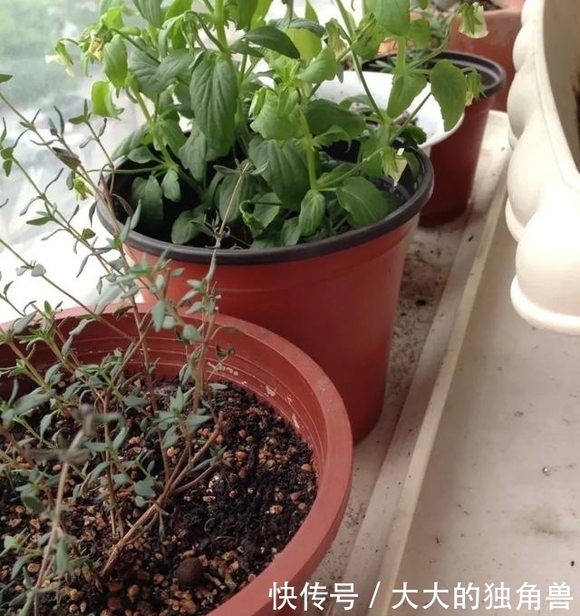 快速除花土小黑飞虫