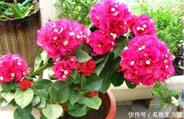  养花|家里养花，用此个妙招，一盆变成十盆，花盆都不够用了
