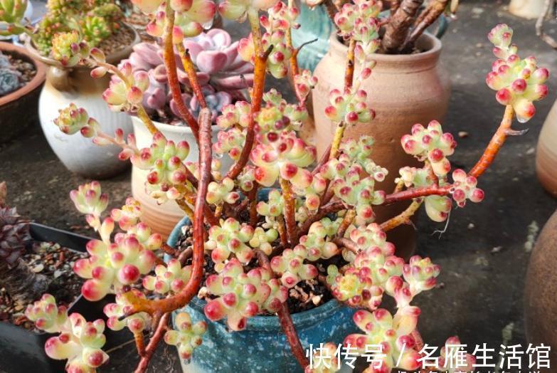以至深秋,养一棵乙女心多肉老桩,冬天叶片就像QQ糖一样红润通透
