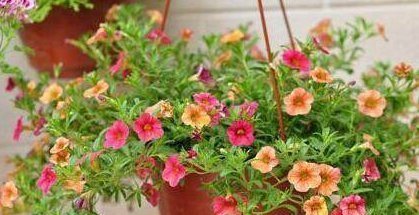 不想养吊兰绿萝了那就养这4种花,花开如海,一年能开300多天