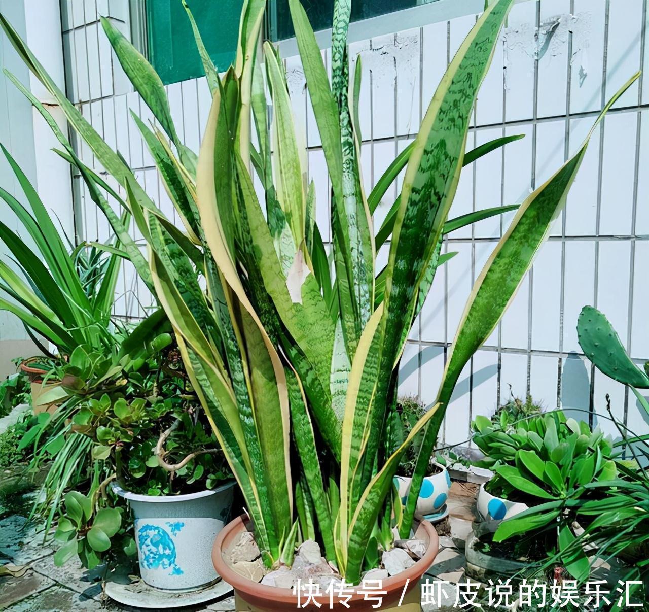 长寿花|7种“懒人花”,漂亮又好养,客厅养一盆,大气吉祥,养人又旺家