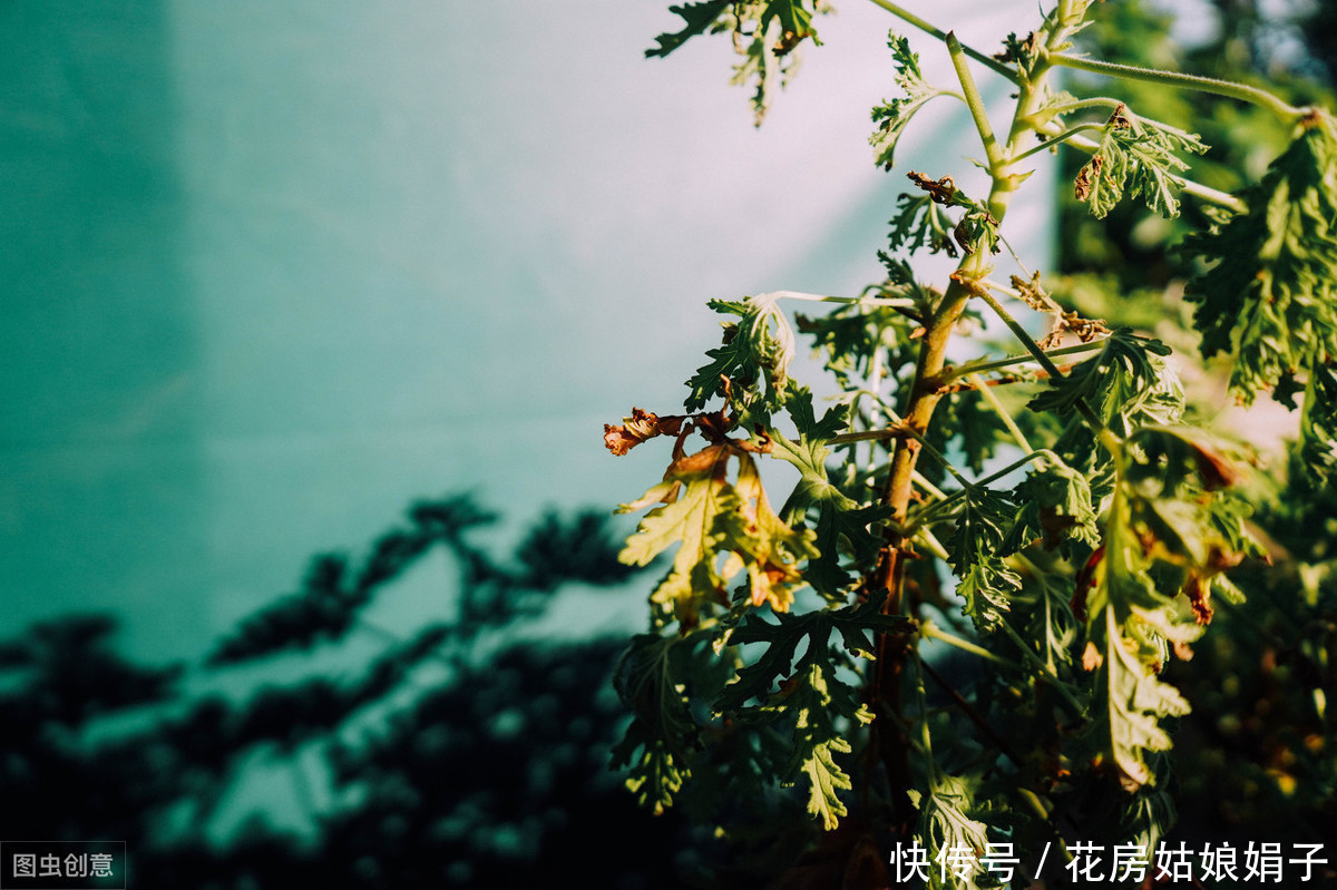 治疗|蚊虫驱除不掉怎么办？5种花草能驱除蚊虫，汁液能治疗蚊虫叮咬