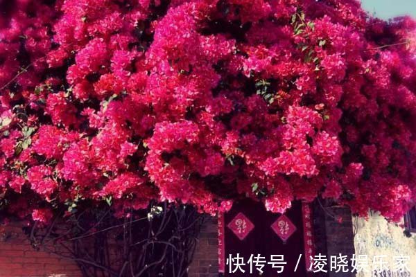 花卉|萌新,还在埋怨你家的三角梅不开花做好以下几点,四季开花不断