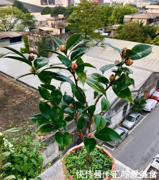 三角梅山茶杜鹃不开花,黄叶多,多用2种水,花勤量大,叶子绿