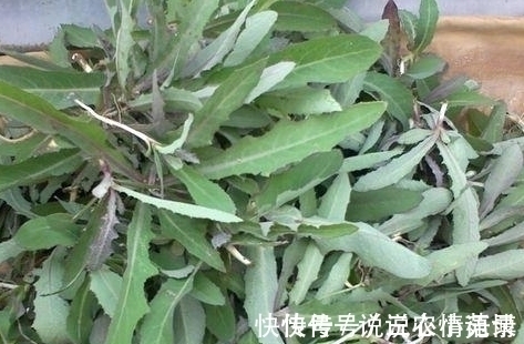 苦菜|农村被称为“奶浆菜”,如今数量已经不多了,在城市里10元一斤