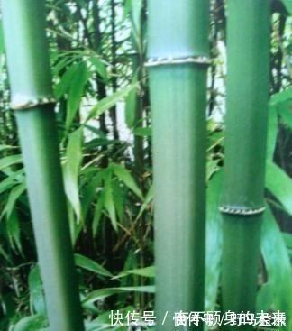 原来这6种竹子也可以把玩，盘后效果也是非常喜人的