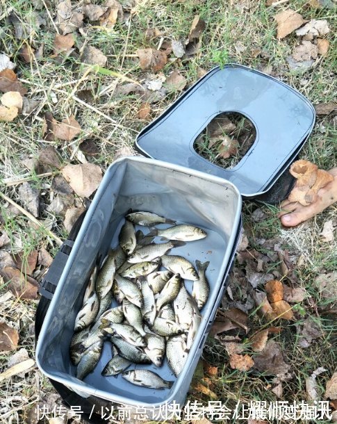 青草鲤|野钓必杀饵料，通杀青草鲤，大鱼一条接一条，拉杆到手臂疼