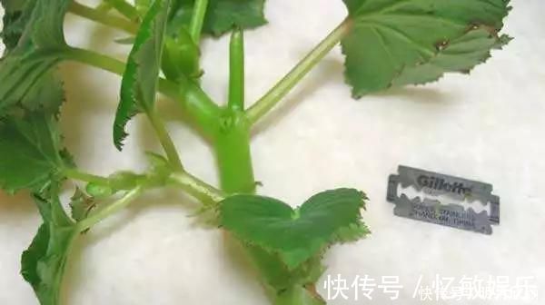 枝条|养花爱好者看过来这15种花现在“扦插”,生根快,一个周就长芽