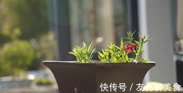 家庭盆景正确的摆放姿势,从4个方面来考虑,解决盆景放置的窘境