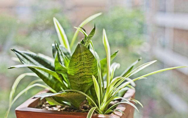 这3种花养久了要“换盆”,老根旧根修剪掉,干尖黄叶都不来