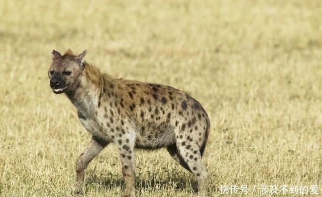 上古四大凶兽中的饕餮,原来是现实世界中这种动物
