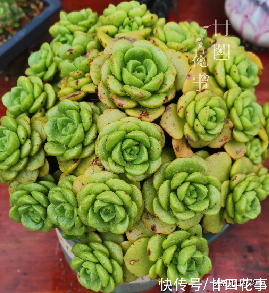 香味|9种多肉颜值高,还自带香味,可谓色香俱全