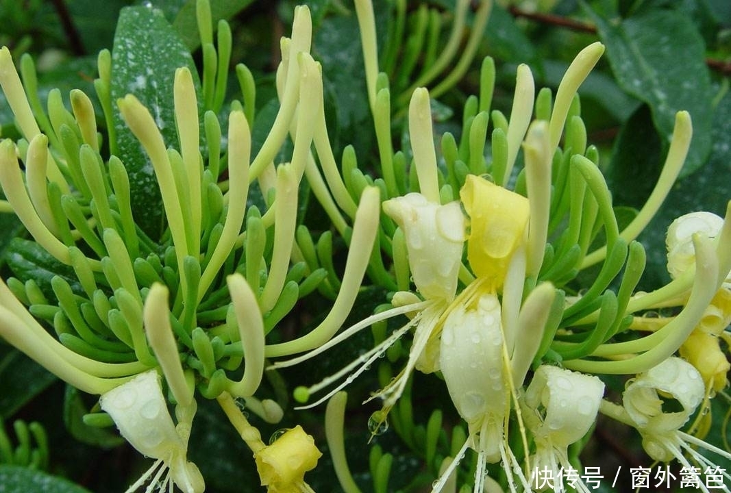 提个醒|提个醒:见到此物,一定要拔回家,能治疗感冒,补气养血,可试试