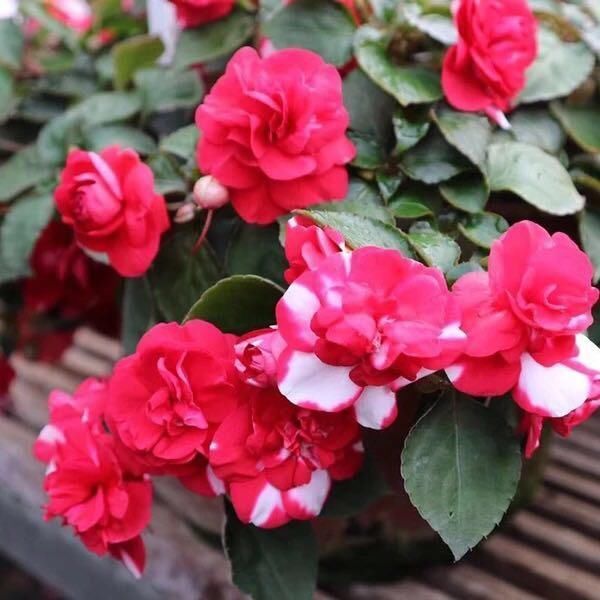 比长寿花还好养的“1种”阳台花,到了3月满盆冒花苞,谁养都活