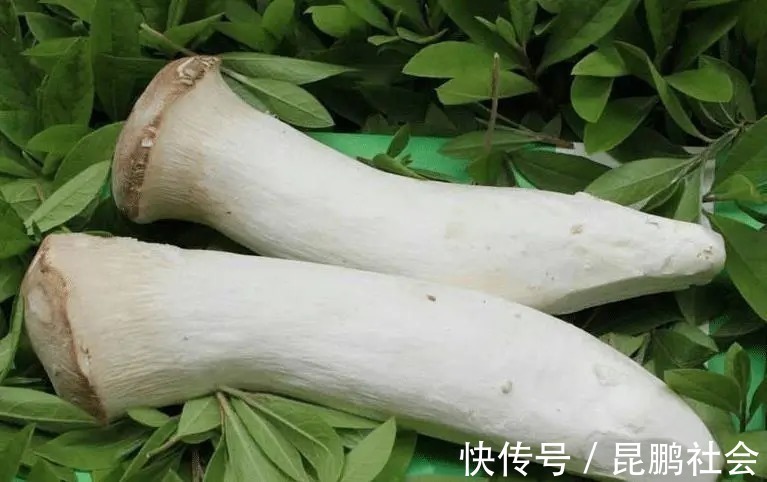买杏鲍菇,大的好还是小的好?都不对,牢记5点,保证新鲜又肥厚