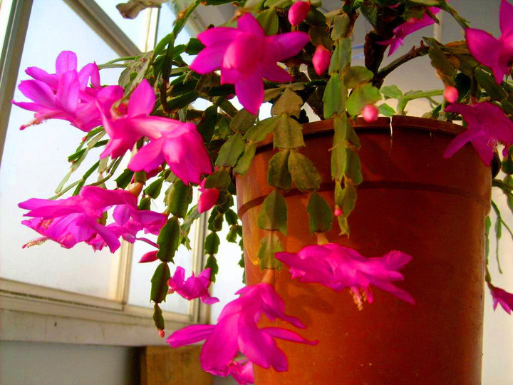 啥黄豆、药片水都不如它!扔水里,秒变万能水,比花肥强100倍