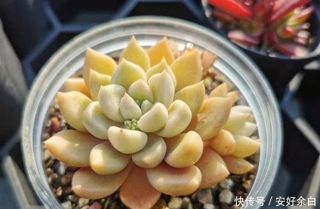 夏天多肉怎么浇水注意这4点，干爽适宜好度夏！