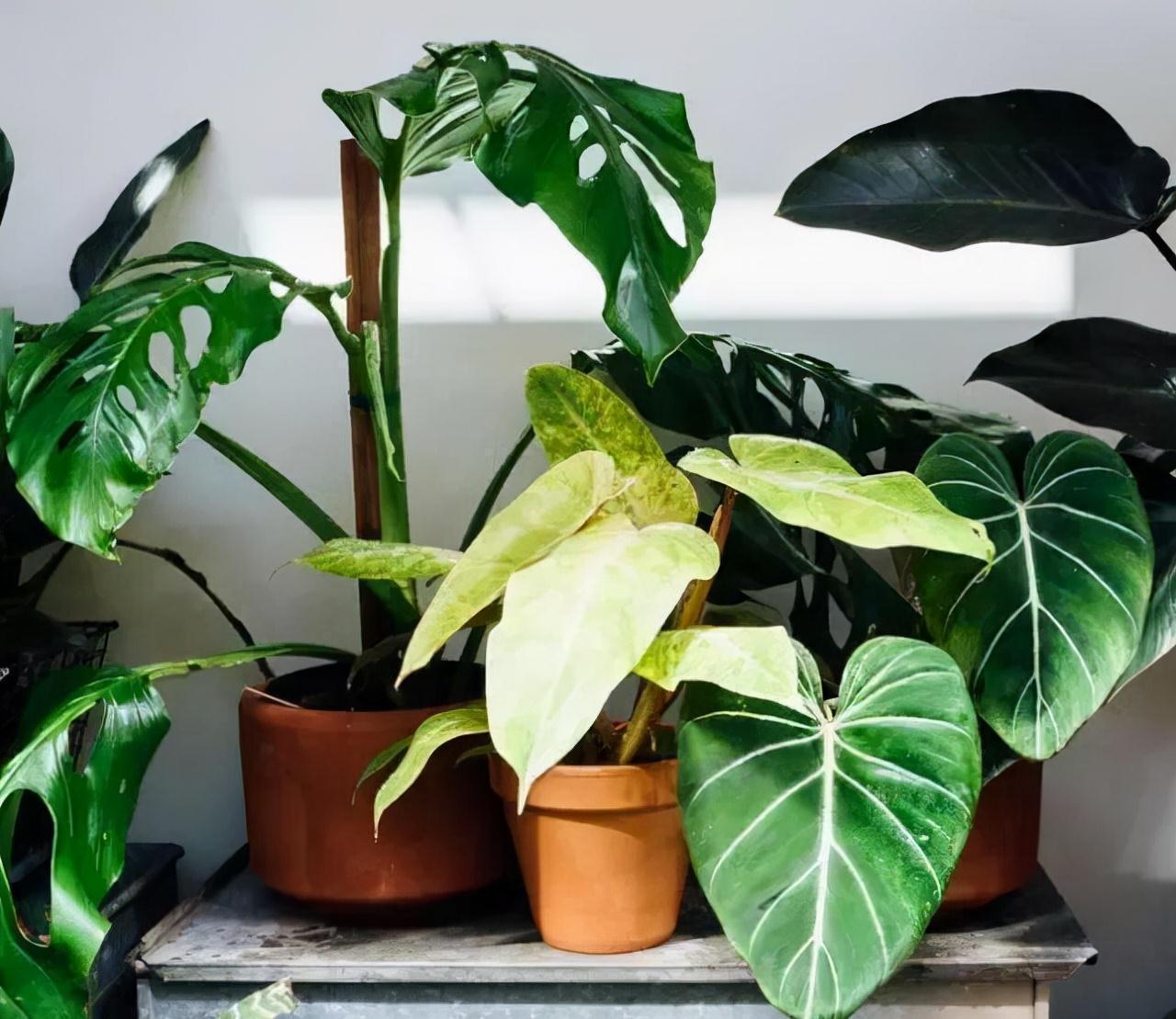 “10种花”好养又漂亮,有点散光就“生长”,花叶俱美,富贵大气