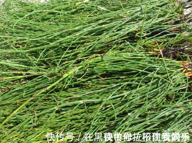 神农氏|农村一种“光棍”草,无叶无花只有杆,但煎水喝眼睛越来越明亮