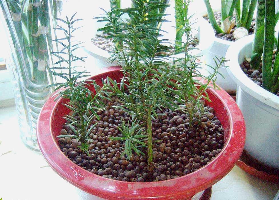 3种“天价树”太贵，教你折1根枝就养活，“傻瓜”才花钱买呢！